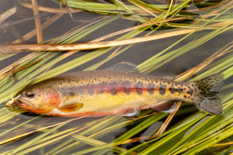 Watch Now: The Golden Trout Project