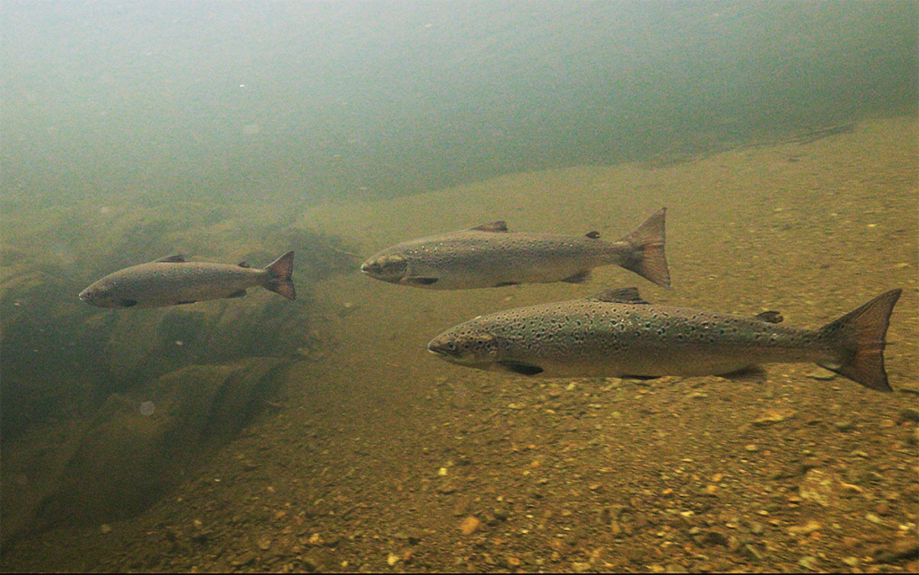 Atlantic salmon deserve better and we'll go all in for them.